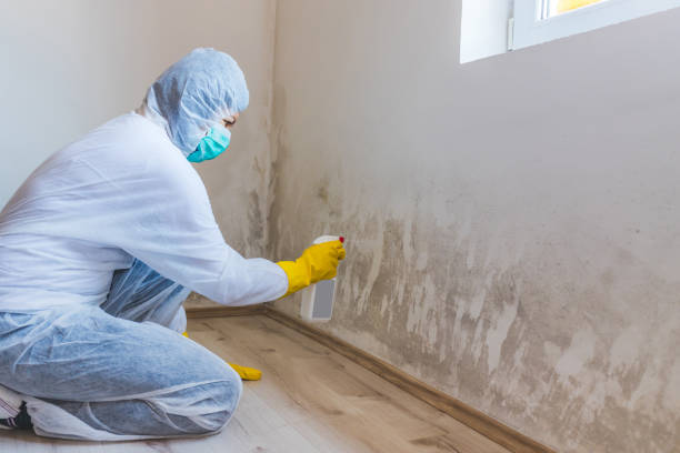 Licensed Mold Remediation service in Green Cove Springs, FL - WQB Mold Removal